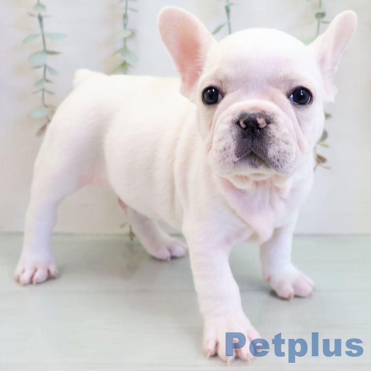 熊本県のフレンチブルドッグ (ペットプラス 熊本店/2025年11月19日生まれ/男の子/クリームホワイト)の子犬の1枚目の画像