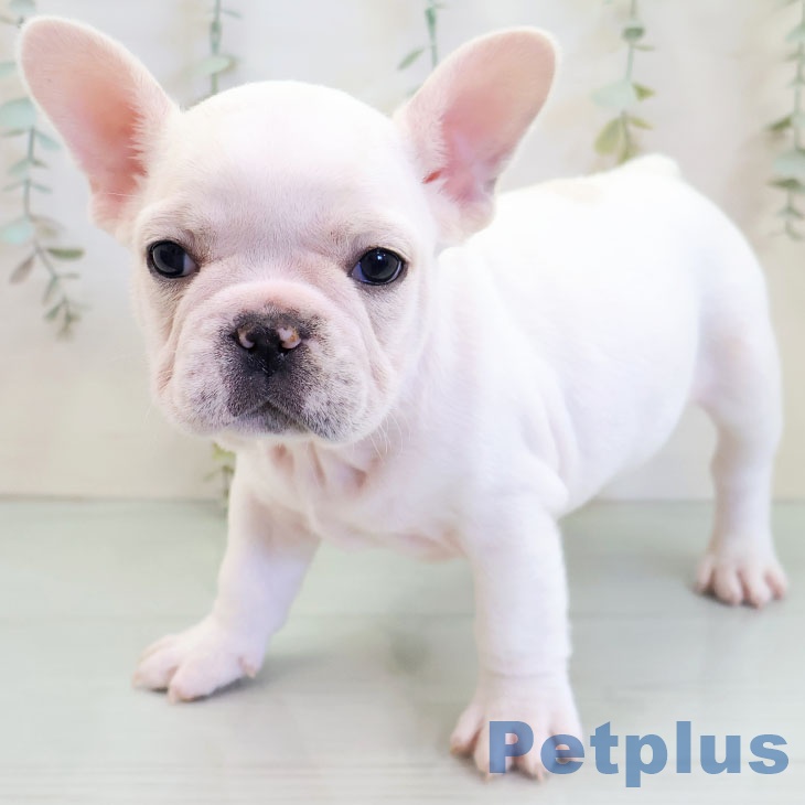 熊本県のフレンチブルドッグ (ペットプラス 熊本店/2025年11月19日生まれ/男の子/クリームホワイト)の子犬の2枚目の画像