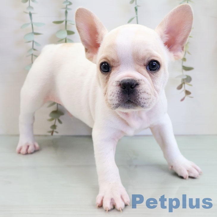 沖縄県のフレンチブルドッグ (ペットプラス 沖縄ライカム店/2025年11月19日生まれ/男の子/クリームホワイト)の子犬