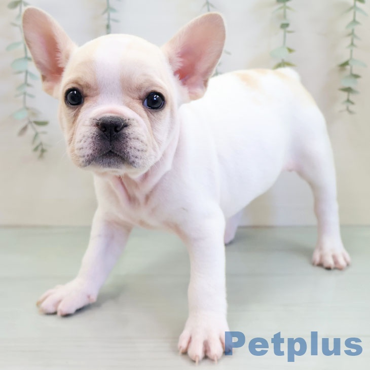 沖縄県のフレンチブルドッグ (ペットプラス 沖縄ライカム店/2025年11月19日生まれ/男の子/クリームホワイト)の子犬の2枚目の画像