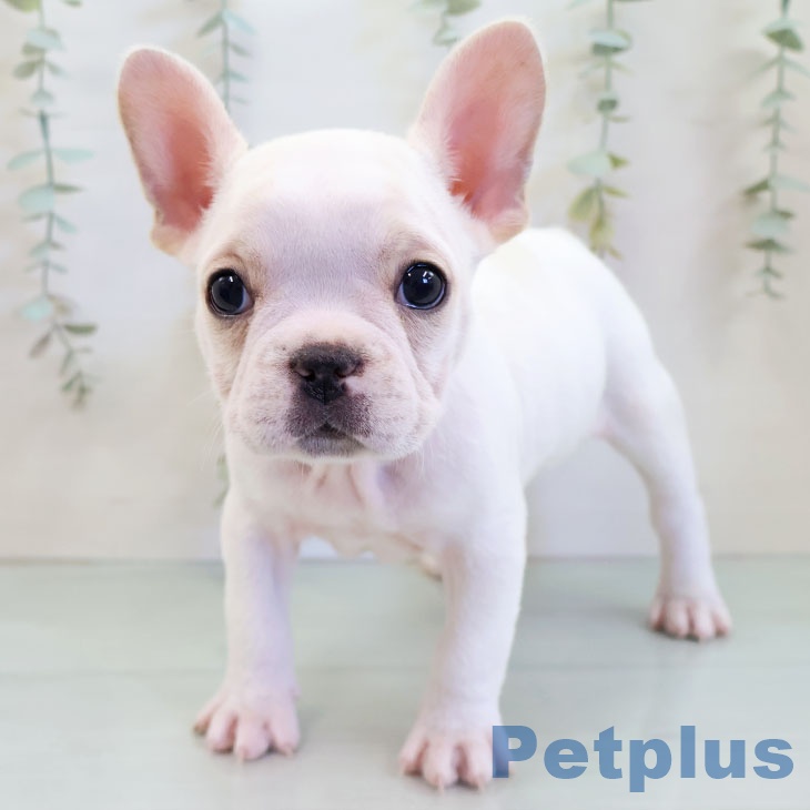 宮崎県のフレンチブルドッグ (ペットプラス 宮崎店/2025年11月19日生まれ/男の子/クリームホワイト)の子犬の2枚目の画像