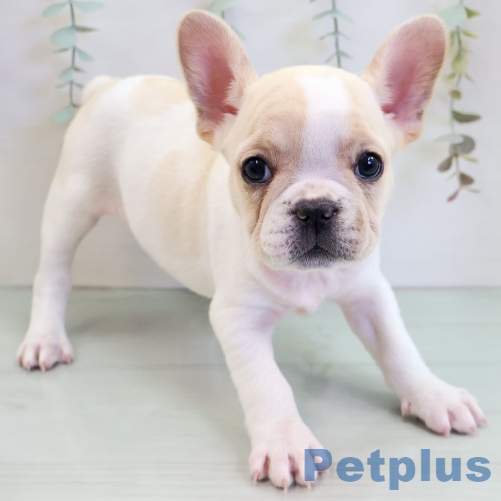 福岡県のフレンチブルドッグ (ペットプラス 八幡東店/2025年11月19日生まれ/女の子/クリームホワイト)の子犬
