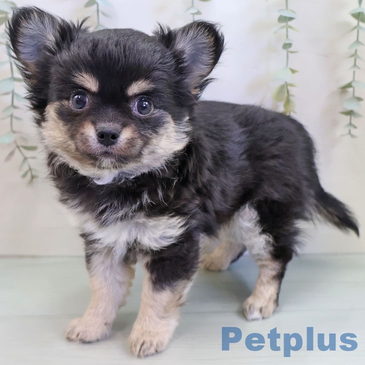 福岡県のチワワ(ロング) (ペットプラス 福岡店/2025年11月17日生まれ/男の子/ブラッククリームホワイト)の子犬の1枚目の画像