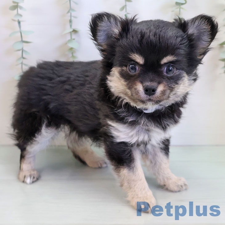 福岡県のチワワ(ロング) (ペットプラス 福岡店/2025年11月17日生まれ/男の子/ブラッククリームホワイト)の子犬の2枚目の画像