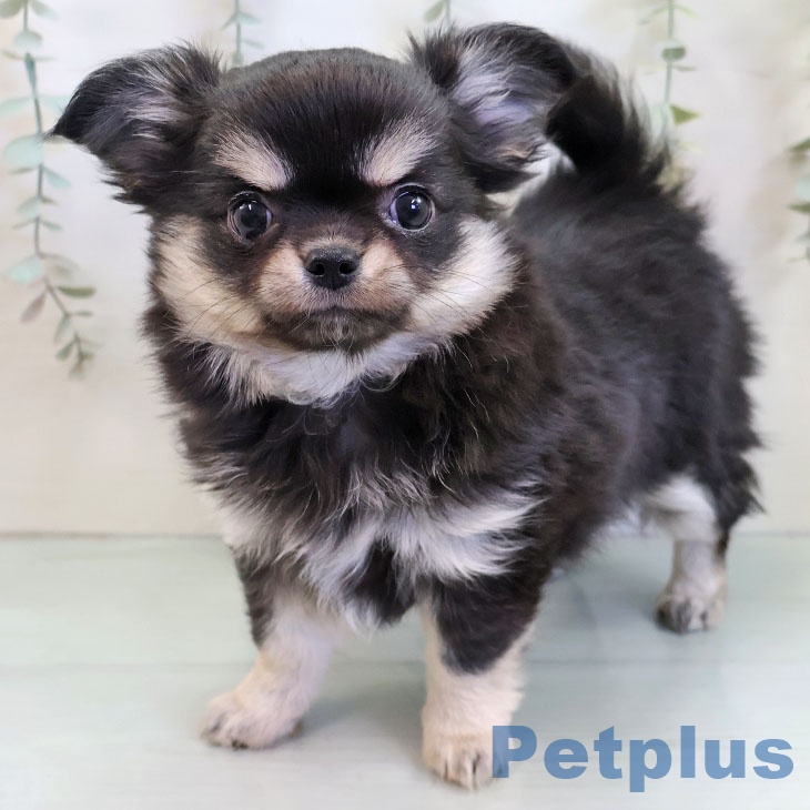 福岡県のチワワ(ロング) (ペットプラス 福岡伊都店/2025年11月17日生まれ/女の子/ブラッククリームホワイト)の子犬の1枚目の画像