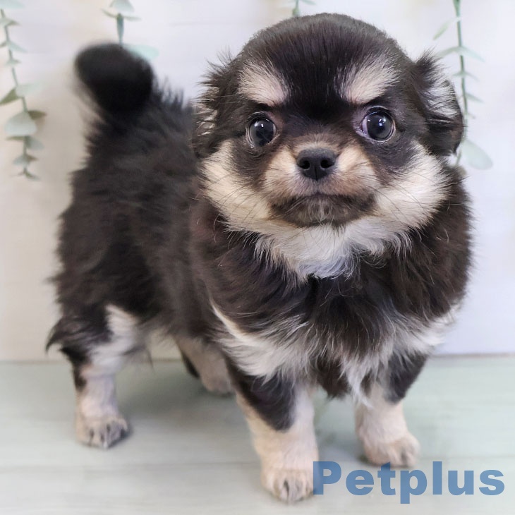 福岡県のチワワ(ロング) (ペットプラス 福岡伊都店/2025年11月17日生まれ/女の子/ブラッククリームホワイト)の子犬の2枚目の画像