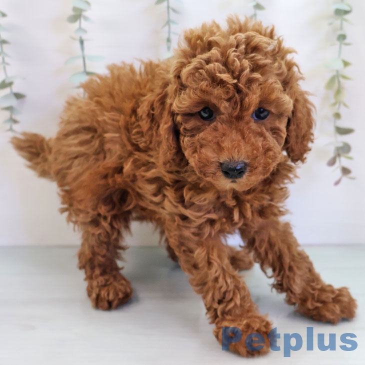 福岡県のトイプードル(トイ) (ペットプラス ららぽーと福岡店/2025年11月17日生まれ/男の子/レッド)の子犬の1枚目の画像