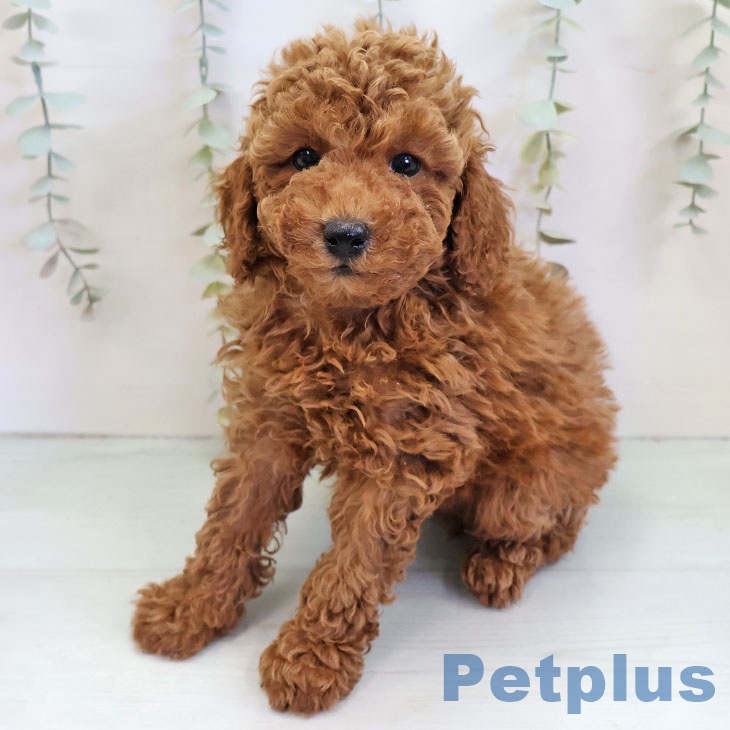 福岡県のトイプードル(トイ) (ペットプラス ららぽーと福岡店/2025年11月17日生まれ/男の子/レッド)の子犬の2枚目の画像