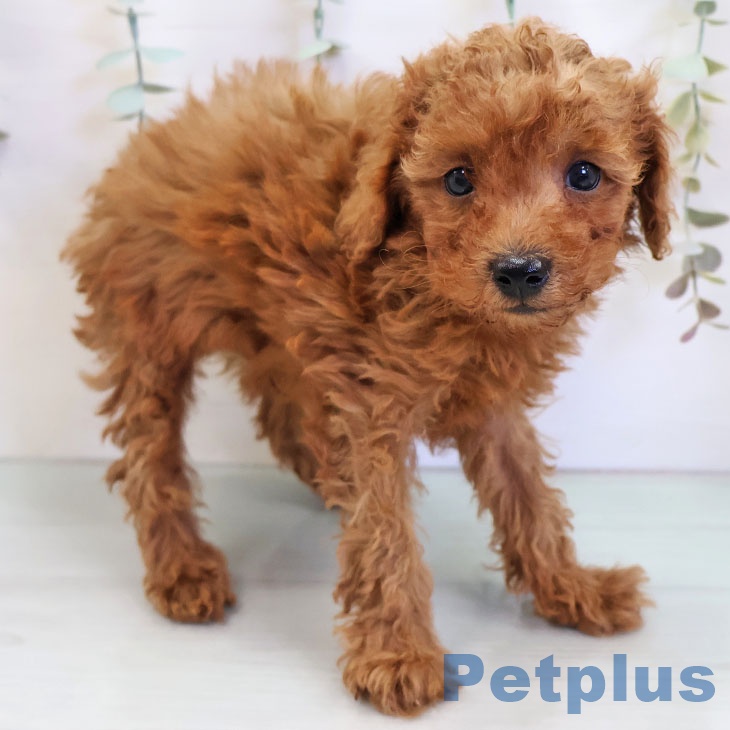 福岡県のトイプードル(トイ) (ペットプラス ららぽーと福岡店/2025年11月17日生まれ/男の子/レッド)の子犬の1枚目の画像