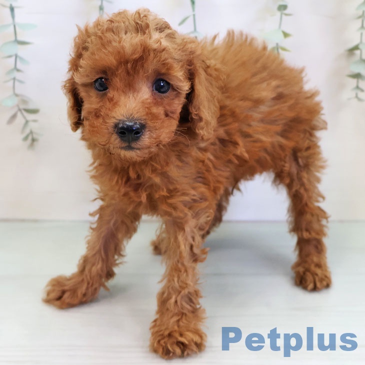 福岡県のトイプードル(トイ) (ペットプラス ららぽーと福岡店/2025年11月17日生まれ/男の子/レッド)の子犬の2枚目の画像