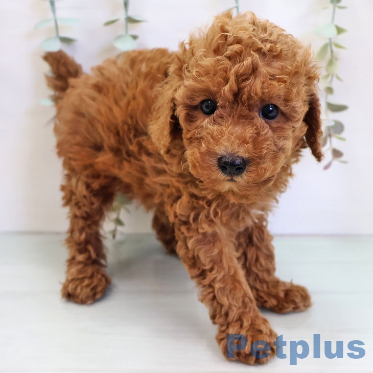 熊本県のトイプードル(トイ) (ペットプラス 熊本店/2025年11月17日生まれ/男の子/レッド)の子犬
