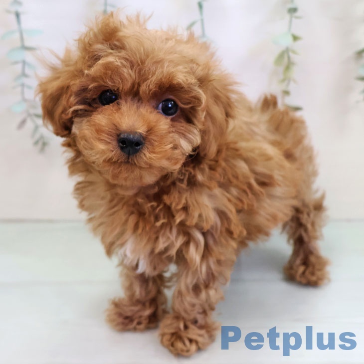 熊本県のトイプードル(トイ) (ペットプラス 熊本店/2025年11月15日生まれ/男の子/レッド)の子犬の1枚目の画像