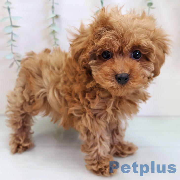 熊本県のトイプードル(トイ) (ペットプラス 熊本店/2025年11月15日生まれ/男の子/レッド)の子犬の2枚目の画像