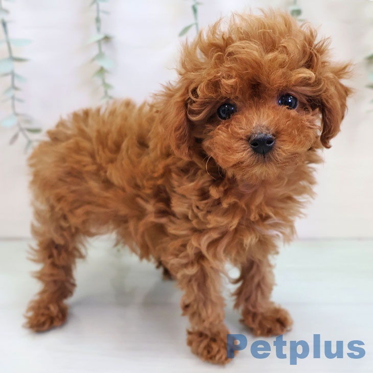 福岡県のトイプードル(トイ) (ペットプラス 香椎浜店/2025年11月15日生まれ/男の子/レッド)の子犬の1枚目の画像