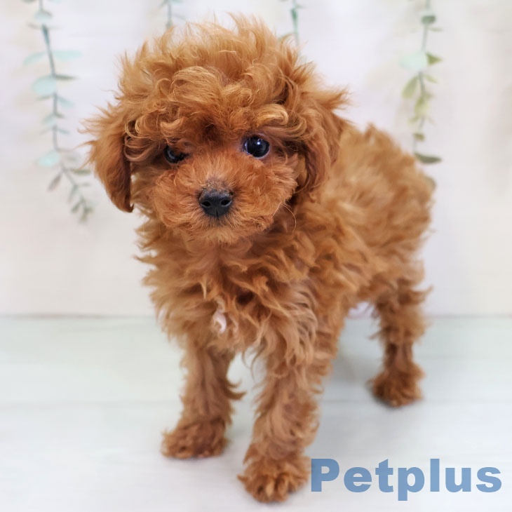 福岡県のトイプードル(トイ) (ペットプラス 香椎浜店/2025年11月15日生まれ/男の子/レッド)の子犬の2枚目の画像