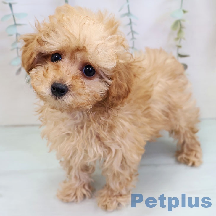 福岡県のトイプードル(トイ) (ペットプラス MARK IS 福岡ももち店/2025年11月15日生まれ/男の子/アプリコット)の子犬の1枚目の画像