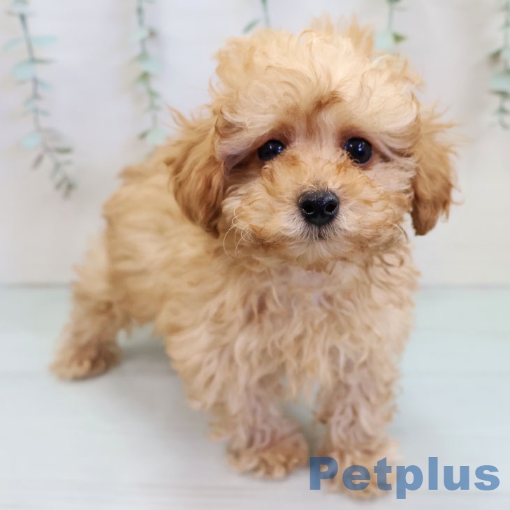 福岡県のトイプードル(トイ) (ペットプラス MARK IS 福岡ももち店/2025年11月15日生まれ/男の子/アプリコット)の子犬の2枚目の画像