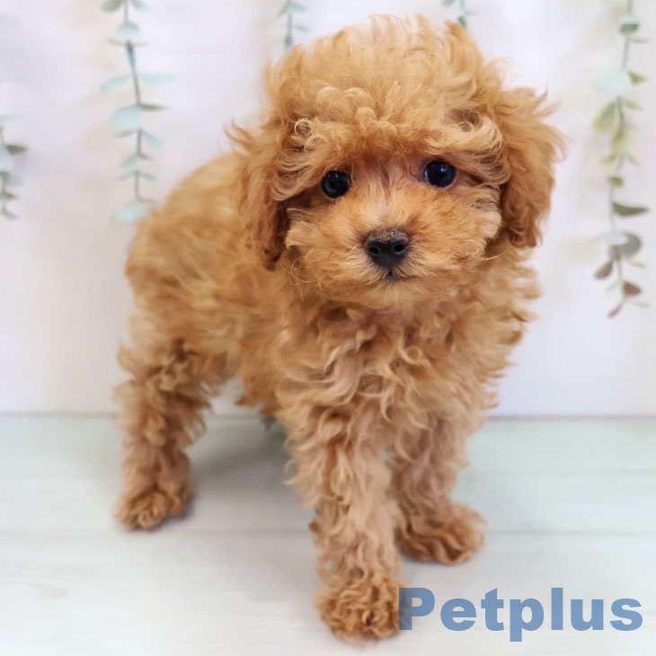 福岡県のトイプードル(トイ) (ペットプラス 黒崎店/2025年11月15日生まれ/男の子/アプリコット)の子犬の1枚目の画像