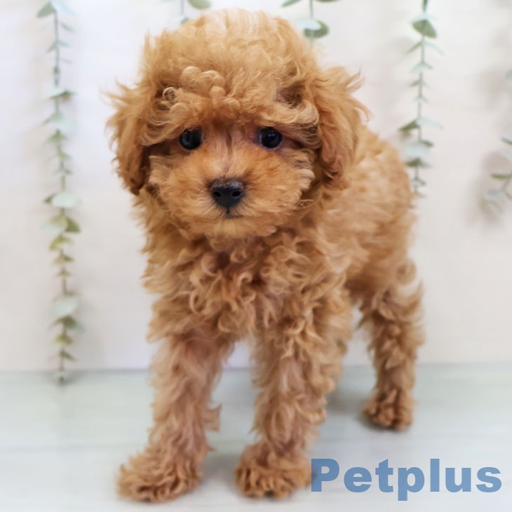 福岡県のトイプードル(トイ) (ペットプラス 黒崎店/2025年11月15日生まれ/男の子/アプリコット)の子犬の2枚目の画像
