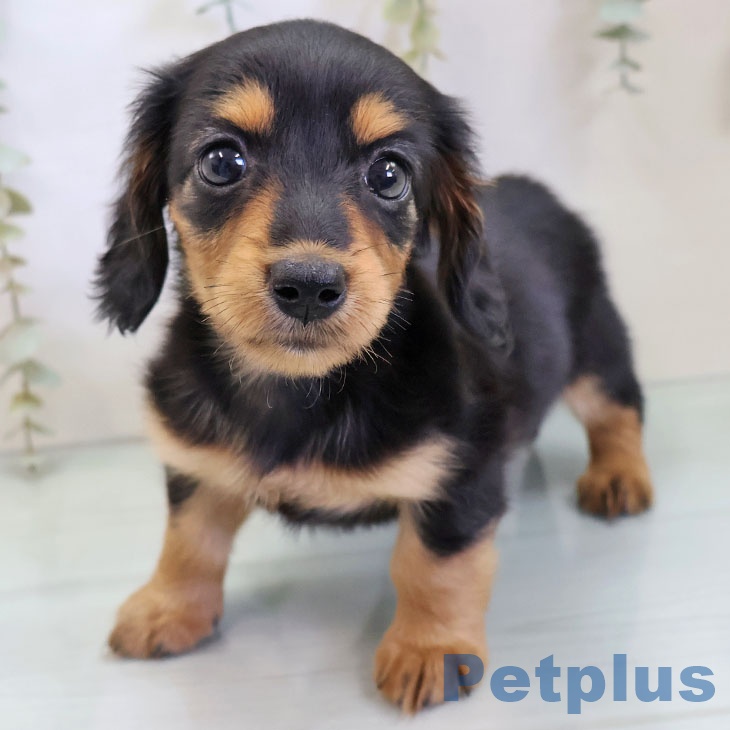 沖縄県のミニチュアダックスフンド(ロング) (ペットプラス 沖縄ライカム店/2025年11月20日生まれ/女の子/ブラックタン)の子犬の1枚目の画像