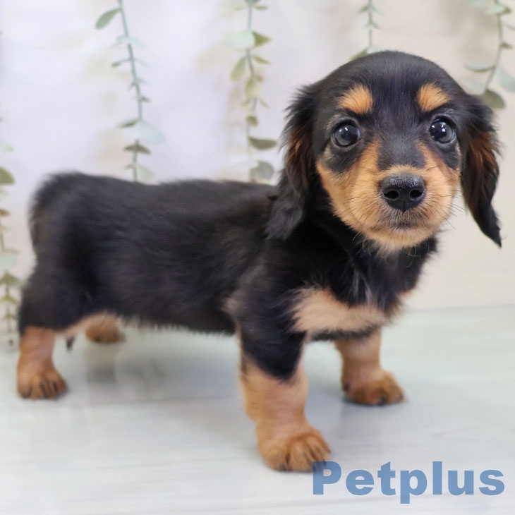 沖縄県のミニチュアダックスフンド(ロング) (ペットプラス 沖縄ライカム店/2025年11月20日生まれ/女の子/ブラックタン)の子犬の2枚目の画像