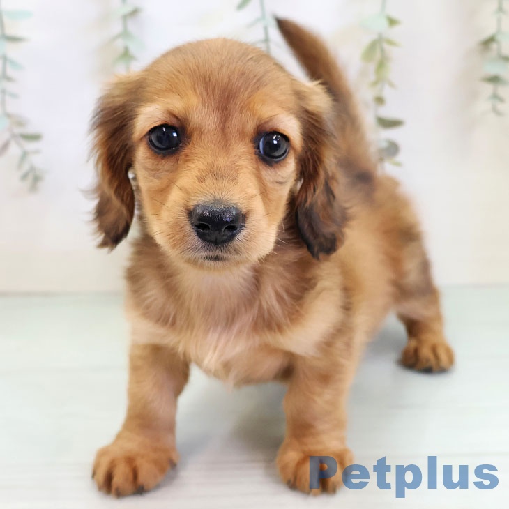 福岡県のミニチュアダックスフンド(ロング) (ペットプラス 八幡東店/2025年11月20日生まれ/女の子/レッド)の子犬の2枚目の画像