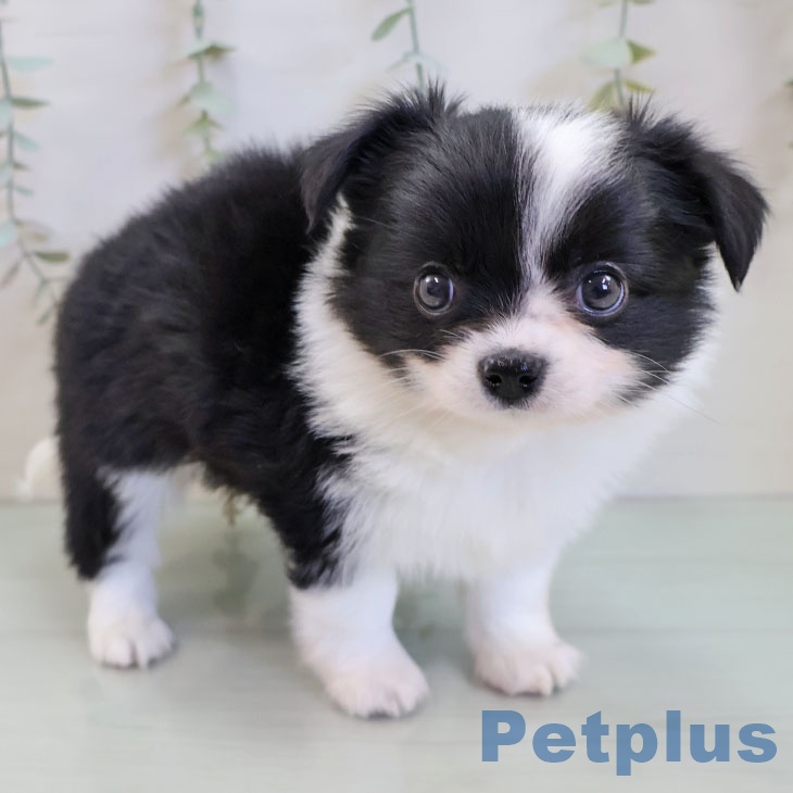沖縄県のチワワ(ロング) (ペットプラス 沖縄ライカム店/2025年11月20日生まれ/男の子/ブラックホワイト)の子犬