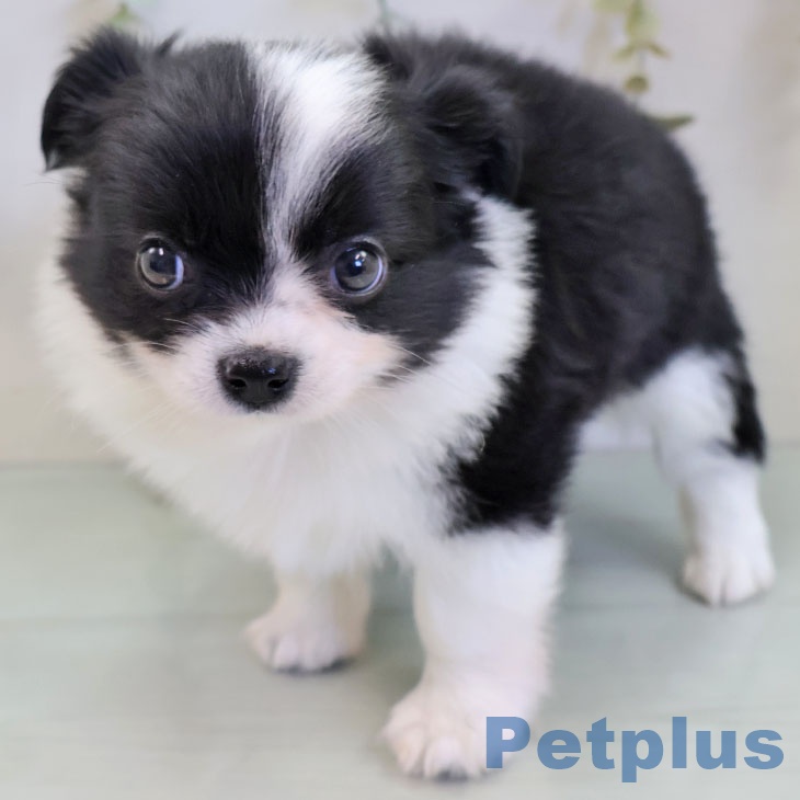 沖縄県のチワワ(ロング) (ペットプラス 沖縄ライカム店/2025年11月20日生まれ/男の子/ブラックホワイト)の子犬の2枚目の画像