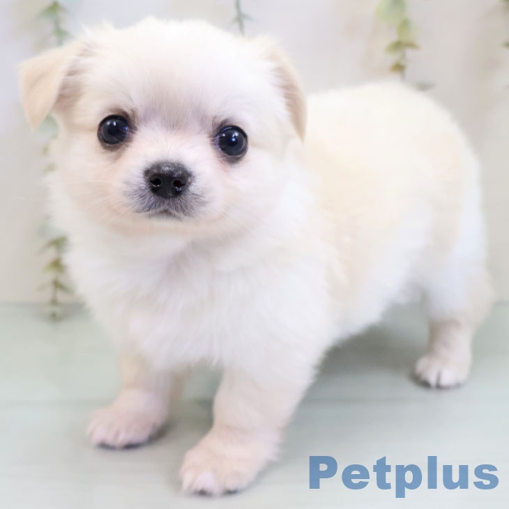 福岡県のチワワ(ロング) (ペットプラス 春日店/2025年11月20日生まれ/男の子/クリームホワイト)の子犬の1枚目の画像