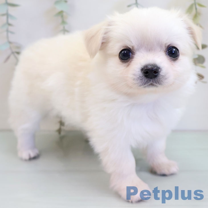 福岡県のチワワ(ロング) (ペットプラス 春日店/2025年11月20日生まれ/男の子/クリームホワイト)の子犬の2枚目の画像