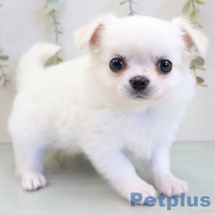 福岡県のチワワ(ロング) (ペットプラス 八幡東店/2025年11月20日生まれ/男の子/ホワイトクリーム)の子犬の1枚目の画像