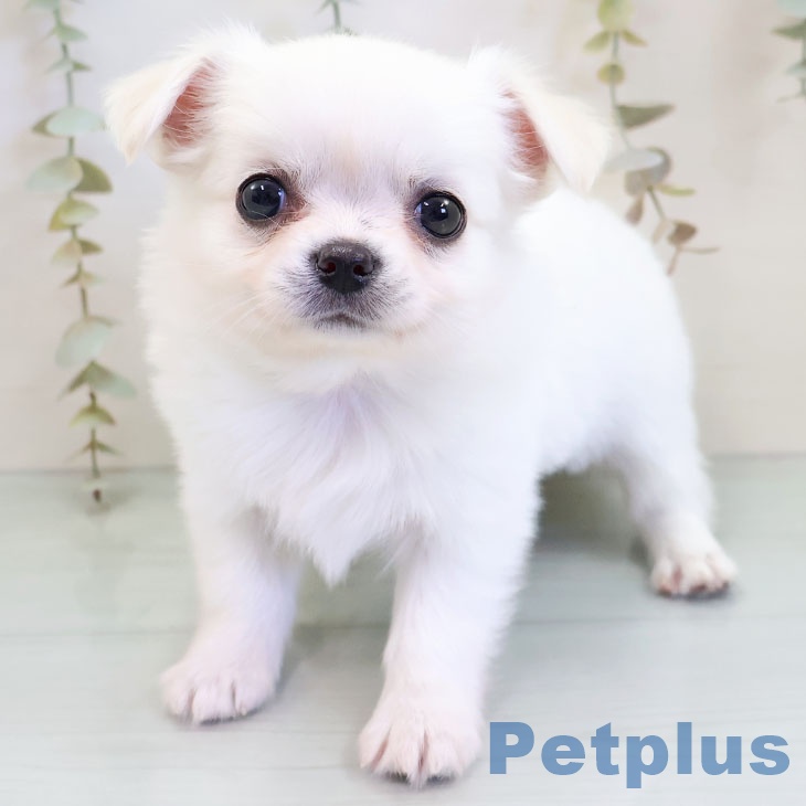 福岡県のチワワ(ロング) (ペットプラス 八幡東店/2025年11月20日生まれ/男の子/ホワイトクリーム)の子犬の2枚目の画像