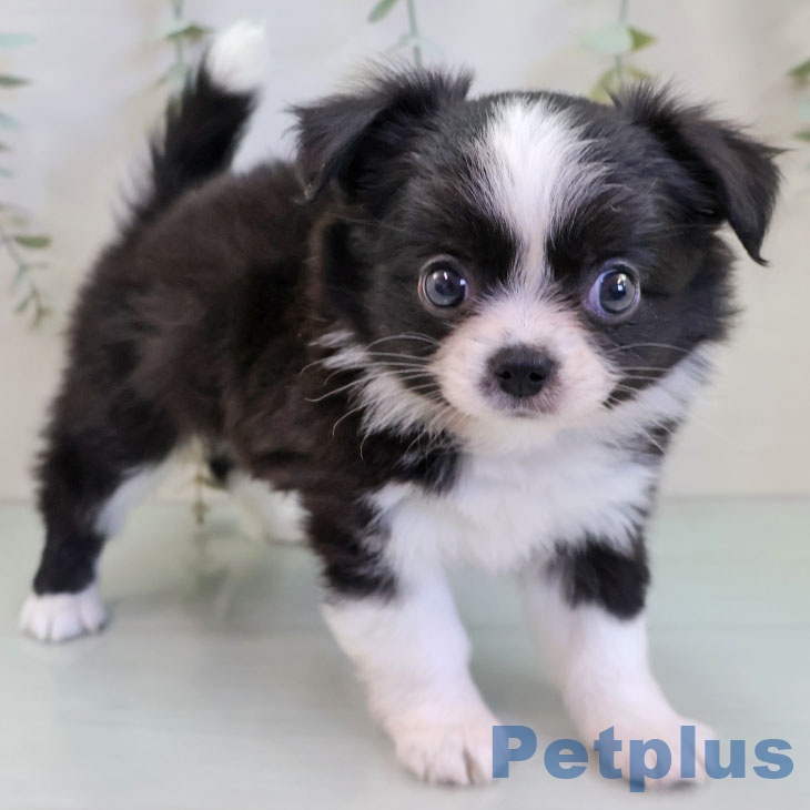 福岡県のチワワ(ロング) (ペットプラス 八幡東店/2025年11月20日生まれ/女の子/ブラックホワイト)の子犬の1枚目の画像