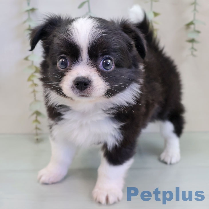 福岡県のチワワ(ロング) (ペットプラス 八幡東店/2025年11月20日生まれ/女の子/ブラックホワイト)の子犬の2枚目の画像