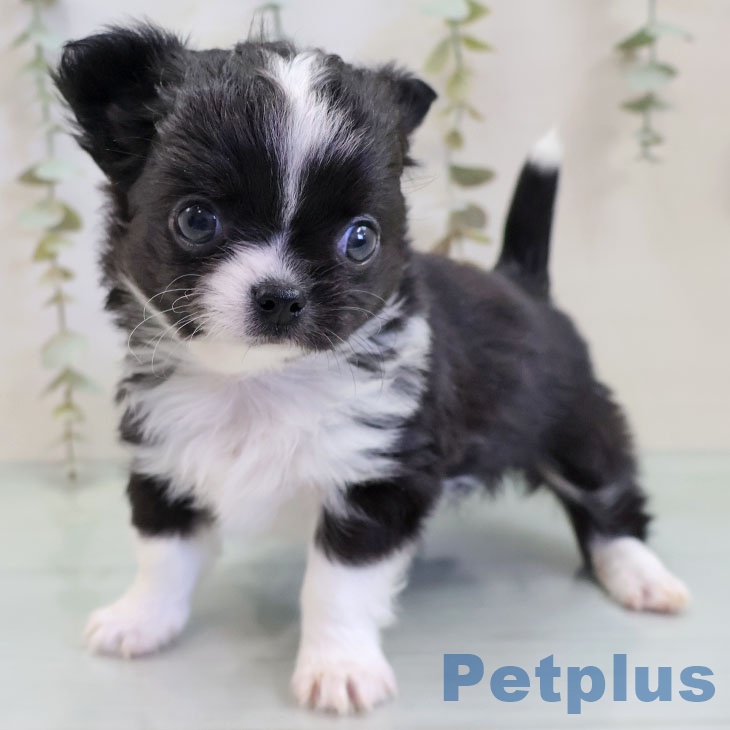 福岡県のチワワ(ロング) (ペットプラス 春日店/2025年11月20日生まれ/男の子/ブラックホワイト)の子犬の1枚目の画像
