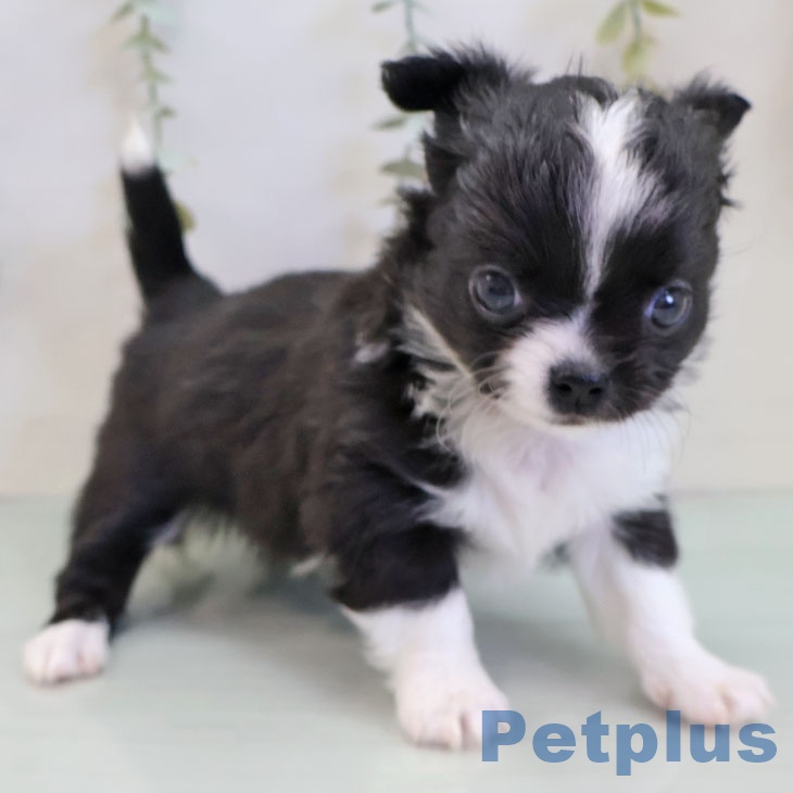 福岡県のチワワ(ロング) (ペットプラス 春日店/2025年11月20日生まれ/男の子/ブラックホワイト)の子犬の2枚目の画像