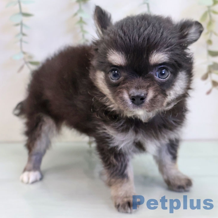 福岡県のチワワ(ロング) (ペットプラス ららぽーと福岡店/2025年11月19日生まれ/男の子/ブラックタン)の子犬の1枚目の画像