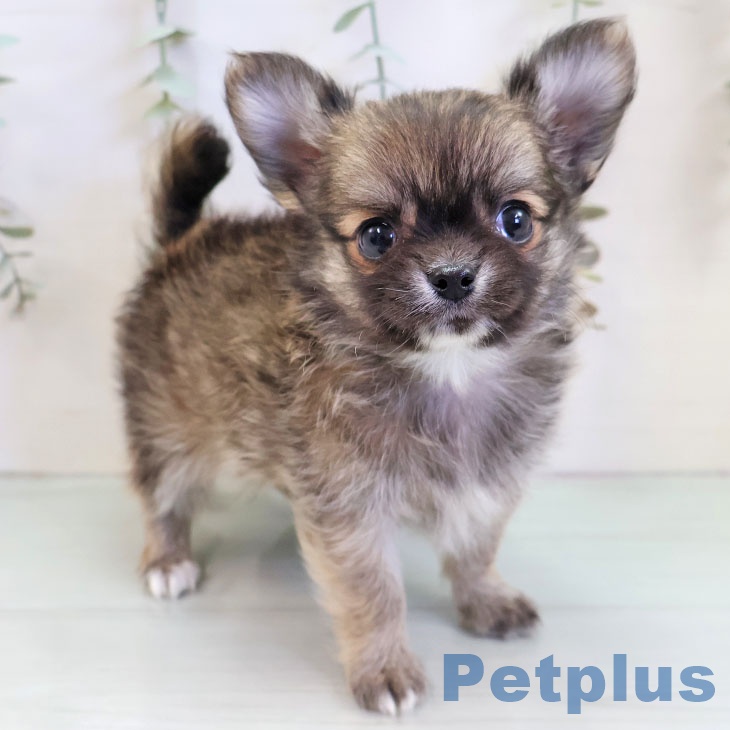 熊本県のチワワ(ロング) (ペットプラス 熊本店/2025年11月19日生まれ/男の子/フォーンホワイト)の子犬の1枚目の画像