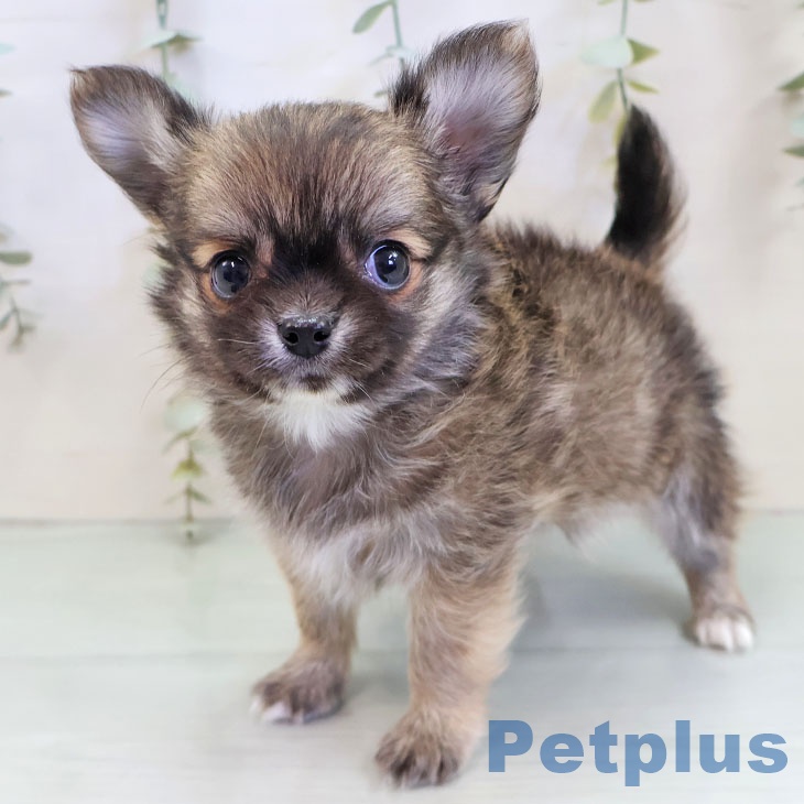 熊本県のチワワ(ロング) (ペットプラス 熊本店/2025年11月19日生まれ/男の子/フォーンホワイト)の子犬の2枚目の画像