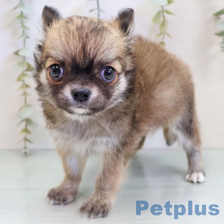 福岡県のチワワ(ロング) (ペットプラス 八幡東店/2025年11月19日生まれ/男の子/フォーンホワイト)の子犬