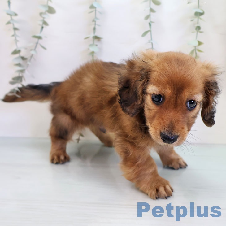 長崎県のカニンヘンダックスフンド(ロング) (ペットプラス 長崎店/2025年11月17日生まれ/男の子/レッド)の子犬の2枚目の画像