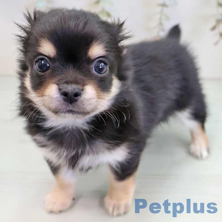 福岡県のチワワ(ロング) (ペットプラス 香椎浜店/2025年11月15日生まれ/男の子/ブラックタンホワイト)の子犬の1枚目の画像