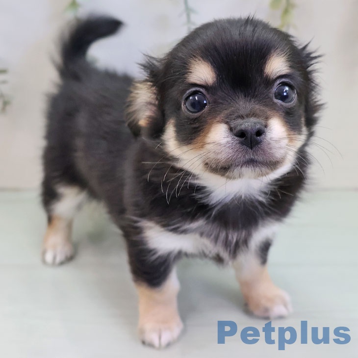 福岡県のチワワ(ロング) (ペットプラス 香椎浜店/2025年11月15日生まれ/男の子/ブラックタンホワイト)の子犬の2枚目の画像