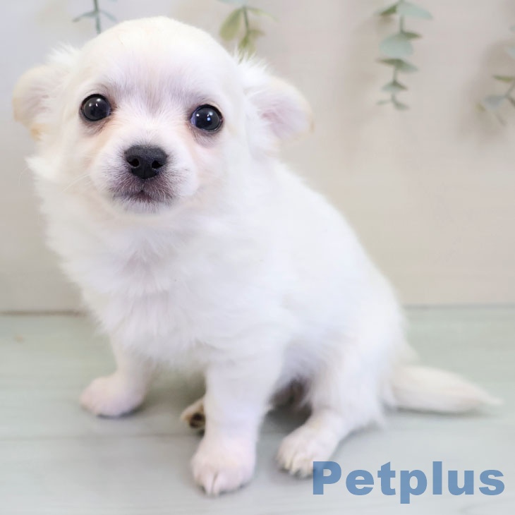 長崎県のチワワ(ロング) (ペットプラス 長崎店/2025年11月15日生まれ/男の子/クリームホワイト)の子犬の1枚目の画像