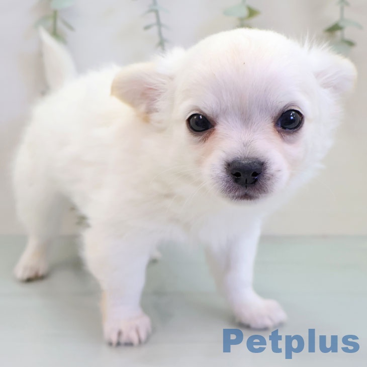 長崎県のチワワ(ロング) (ペットプラス 長崎店/2025年11月15日生まれ/男の子/クリームホワイト)の子犬の2枚目の画像