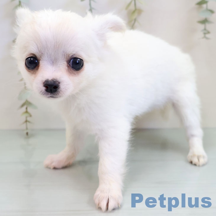 福岡県のチワワ(ロング) (ペットプラス 八幡東店/2025年11月19日生まれ/女の子/クリームホワイト)の子犬
