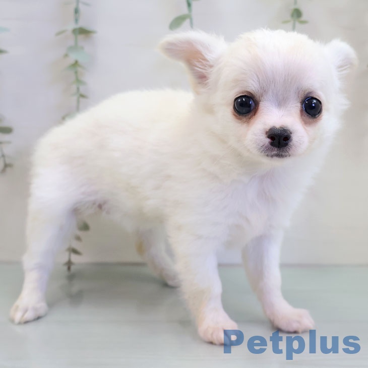 福岡県のチワワ(ロング) (ペットプラス 八幡東店/2025年11月19日生まれ/女の子/クリームホワイト)の子犬の2枚目の画像