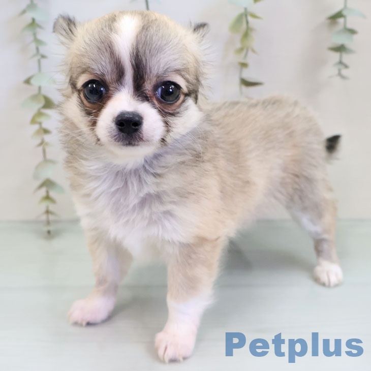 福岡県のチワワ(ロング) (ペットプラス 福岡店/2025年11月19日生まれ/女の子/フォーンホワイト)の子犬の1枚目の画像