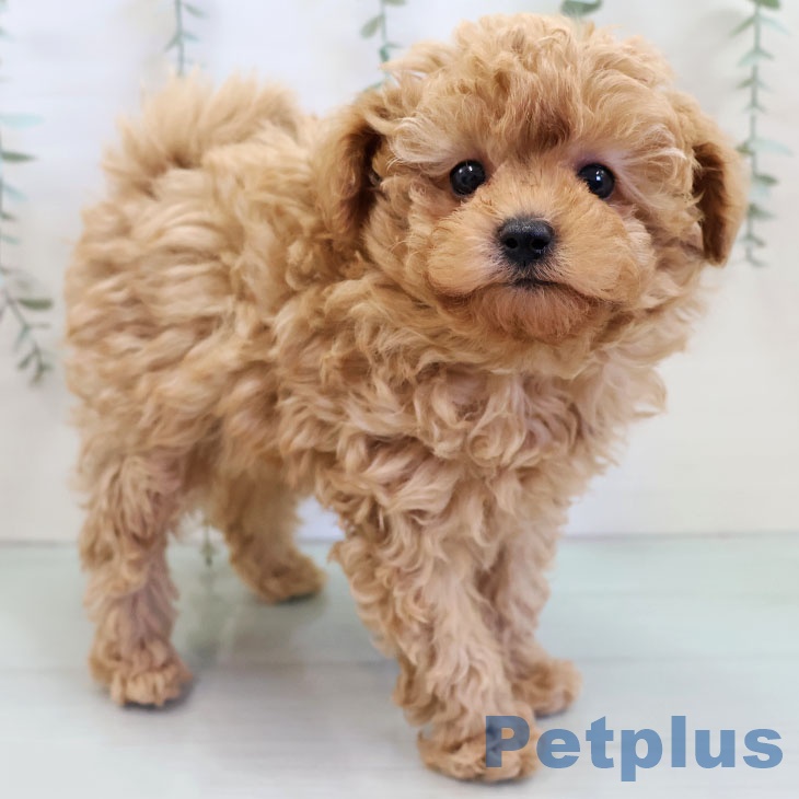 福岡県のトイプードル(トイ) (ペットプラス 八幡東店/2025年11月20日生まれ/男の子/アプリコット)の子犬の1枚目の画像