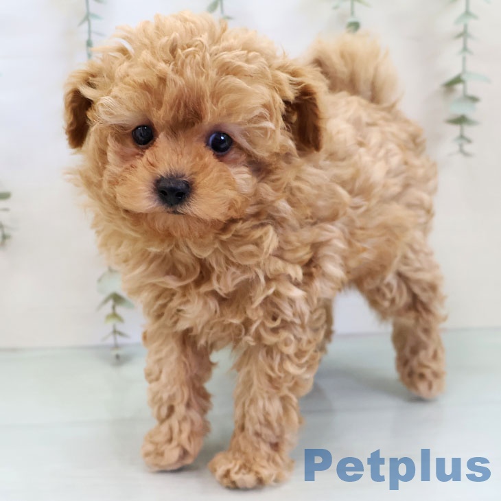 福岡県のトイプードル(トイ) (ペットプラス 八幡東店/2025年11月20日生まれ/男の子/アプリコット)の子犬の2枚目の画像